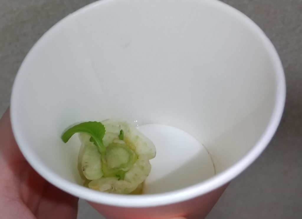 小松菜の水栽培